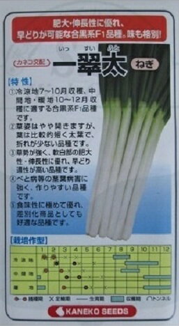 カネコ交配　一翠太ねぎ　　　　　カネコ種苗の一本太ネギ品種です。