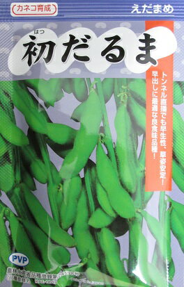 乐天商城 - 枝豆種子　カネコ育成　初だるま　登録品種　カネコ種苗のエダマメ品種です。