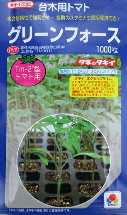 台木用トマト　タキイ交配　グリーンフォース　　　タキイ種苗の台木用トマト品種です。