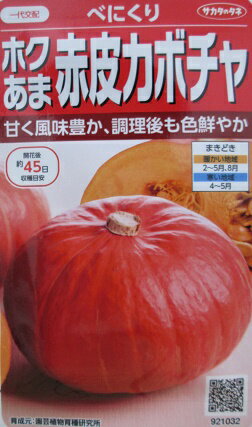 春季蔬菜 - べにくり　赤皮カボチャ　登録品種　サカタのタネ販売の南瓜品種です。