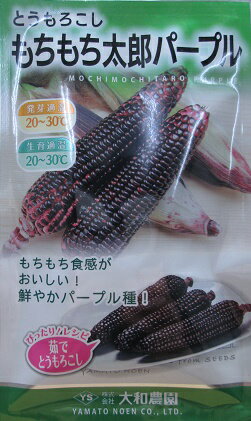 とうもろこし　もちもち太郎パープル　大和農園のトウモロコシ品種