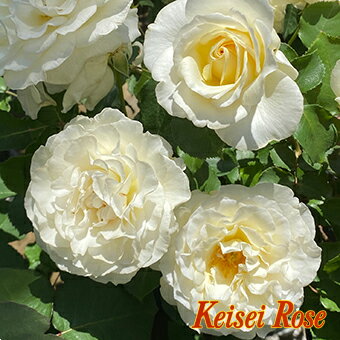【2020年作出】バラ パールイヤリング 6号鉢 香り高い白の大輪花 きりっとした表情の高芯咲きから花弁が開いてくると中心のクリーム色がのぞき 可愛らしい雰囲気に変化します 写真はイメージで…