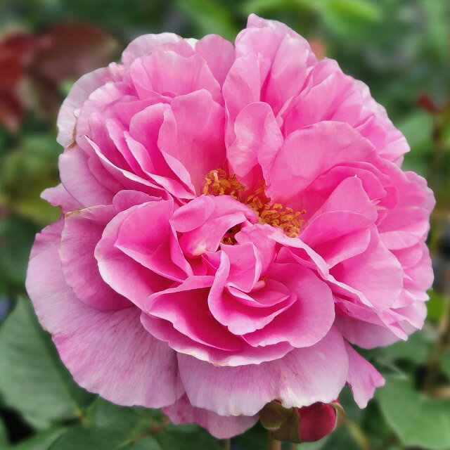【大人気】バラ ル プランタン® 6号鉢 やさしいピンク、ゆるやかに波打つ花びらのクォーターロゼット咲き。樹勢が良く、耐病性も良い。※写真はイメージです。