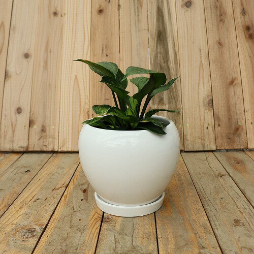 インテリア陶器鉢 サークル型 Φ18cm Lサイズ底穴あり 受皿付き 園芸 寄植え　※写真の植物は別売りです
