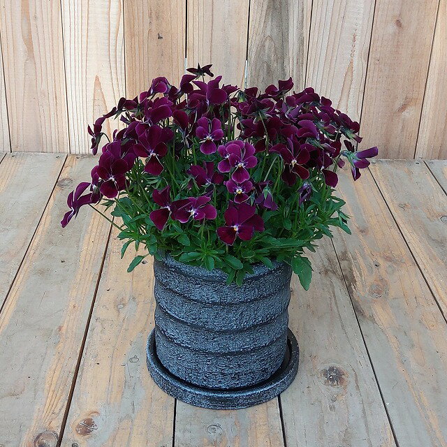 デルキ(DELKI) ギャルソンウェーブブラック 底穴あり 受皿付き 波状の凹凸がアクセント ※写真の植物は別売りです