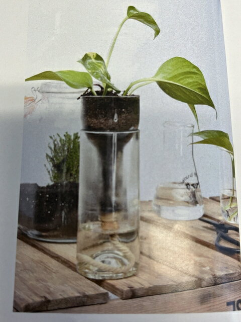 底面吸収ガラスベース ※1枚目の写真はイメージです。植物は付属されません。