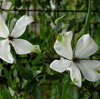 クレマチス アルバ・ルグジュリアンス(アルバ・ラグジュリアンス) 13.5cm 所々に緑色が入る特徴的な白色花 ※株には個体差があります。お選びは出来かねますのでご了承ください。 ※1枚目の写真はイメージです。