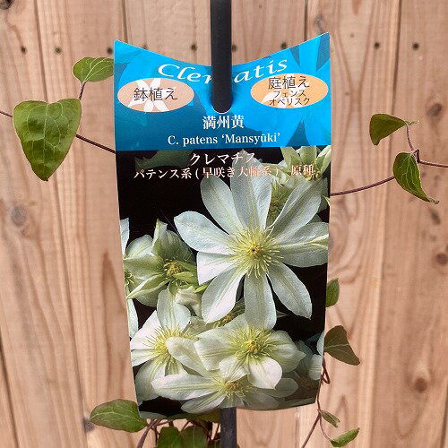 クレマチス 満州黄 13.5cm 淡黄色からクリーム白色地に緑黄色の筋が入る大輪品種 ※株には個体差があります。お選びは出来かねますのでご了承ください。のサムネイル