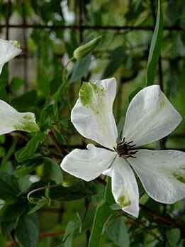 クレマチス アルバ・ルグジュリアンス(アルバ・ラグジュリアンス) 13.5cm 所々に緑色が入る特徴的な白色花 ※株には個体差があります。お選びは出来かねますのでご了承ください。 ※1枚目の写真はイメージです。のサムネイル