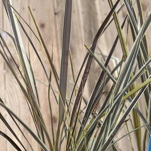 コルジリネ エレクトリック フラッシュ 9cmロングポット　イエローグリーンとチョコレートカラーの葉色が鮮やか　ストライプ模様がスタイリッシュのサムネイル