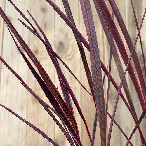 コルジリネ エレクトリック ピンク 9cmロングポット　ピンクと紫の葉色が鮮やか　ストライプ模様がスタイリッシュのサムネイル