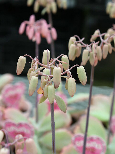 カランコエ リンリン 9cmポット ※色幅や形の幅がございますがご指定は頂けません。のサムネイル