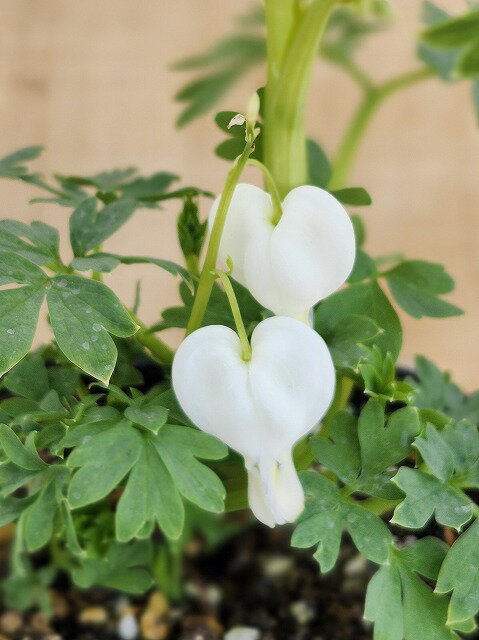 ディセントラ スペクタピリス アルバ 10.5cmポット 白いハートのような花姿