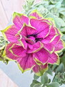 ペチュニア VIVA ビバ ダルシーローズ 10.5cmポット 豪華な八重咲き ※写真はイメージです。
