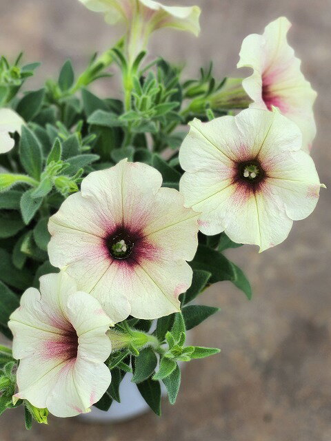 ペチュニア ダーリン 9cmロング 神花園さんのペチュニア