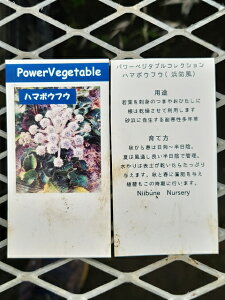 【パワーベジタブルシリーズ】ハマボウフウ 10.5cmポット 初心者にオススメ!