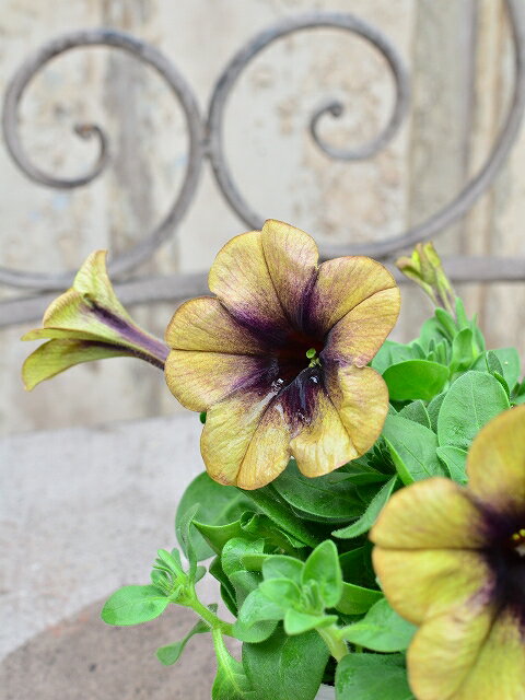 ペチュニア レイシャドウ 10.5cmポット 大輪で豪華に咲くのサムネイル