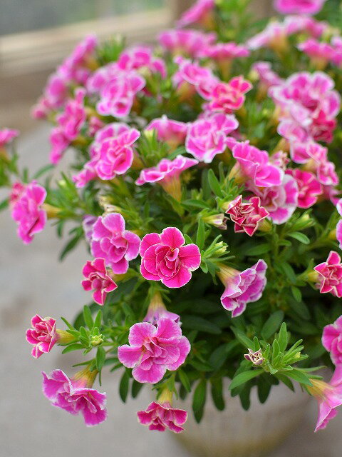 【花日和オリジナル】カリブラコア ポップンカーニバル 10.5cm　ピンク×白の花色が環境により変化のサムネイル