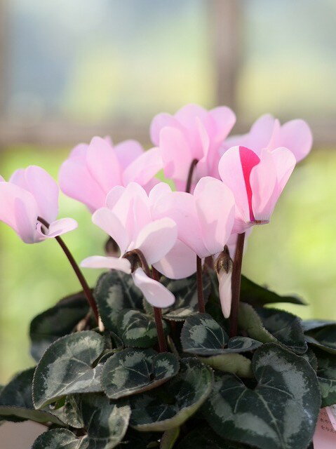 【激レア】軽井沢ガーデンシクラメン ロージーグロウ　9cmポット 軽井沢育ちの限定品種のサムネイル