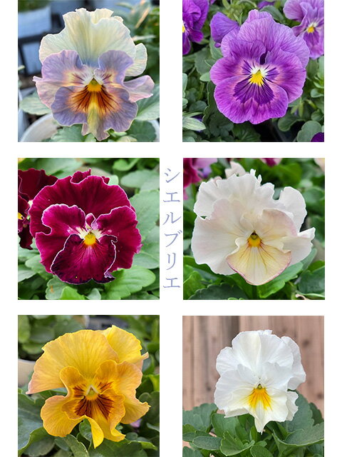 《和孝園 神パンジー》 パンジー シエルブリエ 10.5cmポット ※写真のように大きく色幅があり色味はお選びできかねます。のサムネイル
