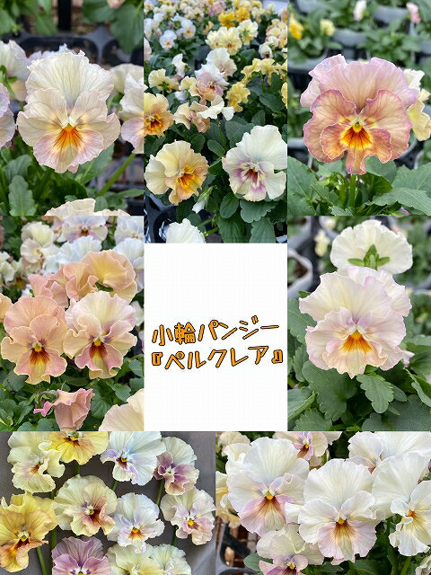 《和孝園 神パンジー》パンジー ペルクレア 10.5cmポット ※画像はイメージです。※写真のように大きく色幅があり色味はお選びできかねます。のサムネイル