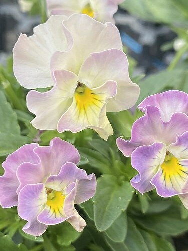 《神ビオラ》 ビオラ 華あられ 10.5cmポット ※画像はイメージです。※写真のように大きく色幅があり色味はお選びできかねます。のサムネイル