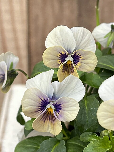 【超レア】北島園芸 ビオラ 藍月　10.5cmポット 和の雰囲気がある繊細かつ美しいビオラ ※色幅があります。色、柄はご指定頂けません。※画像はイメージですのサムネイル