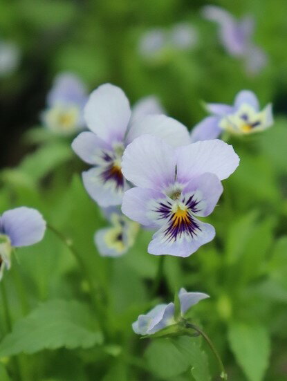 ビオラ 丸森ビオラ 9cmポット ※色幅があり、色、柄はご指定頂けませんのサムネイル