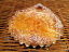 【スイートオレンジ】自家製オレンジピールと自家製カスタードを使用したデニッシュパン