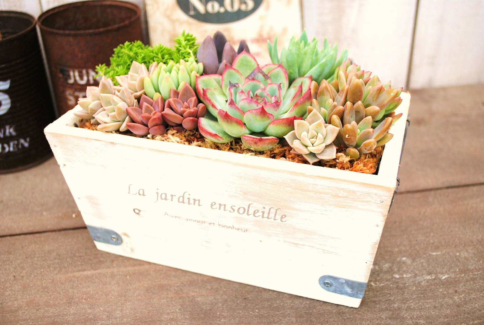 多肉植物寄せ植えアンティーク木箱の多肉(LL)【ANQ】のサムネイル