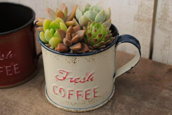 多肉植物寄せ植え！おしゃれで可愛いコーヒーカップの多肉植物寄せ植え(S)