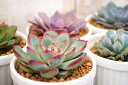 多肉植物寄せ植え ココットの多肉(S)【単品植え】