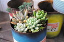 多肉植物寄せ植えペイント缶(LL)【LRW-WHC】当店オリジナル