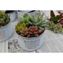 多肉植物寄せ植えペイント缶(MS)【SC-WHC】当店オリジナル