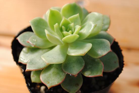 多肉植物　ポット苗　多肉　エケベリア　デレンオリバーのサムネイル