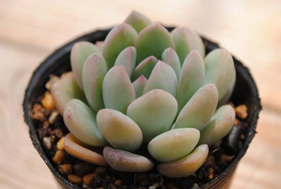 多肉植物ポット苗　　丸葉プリラータ