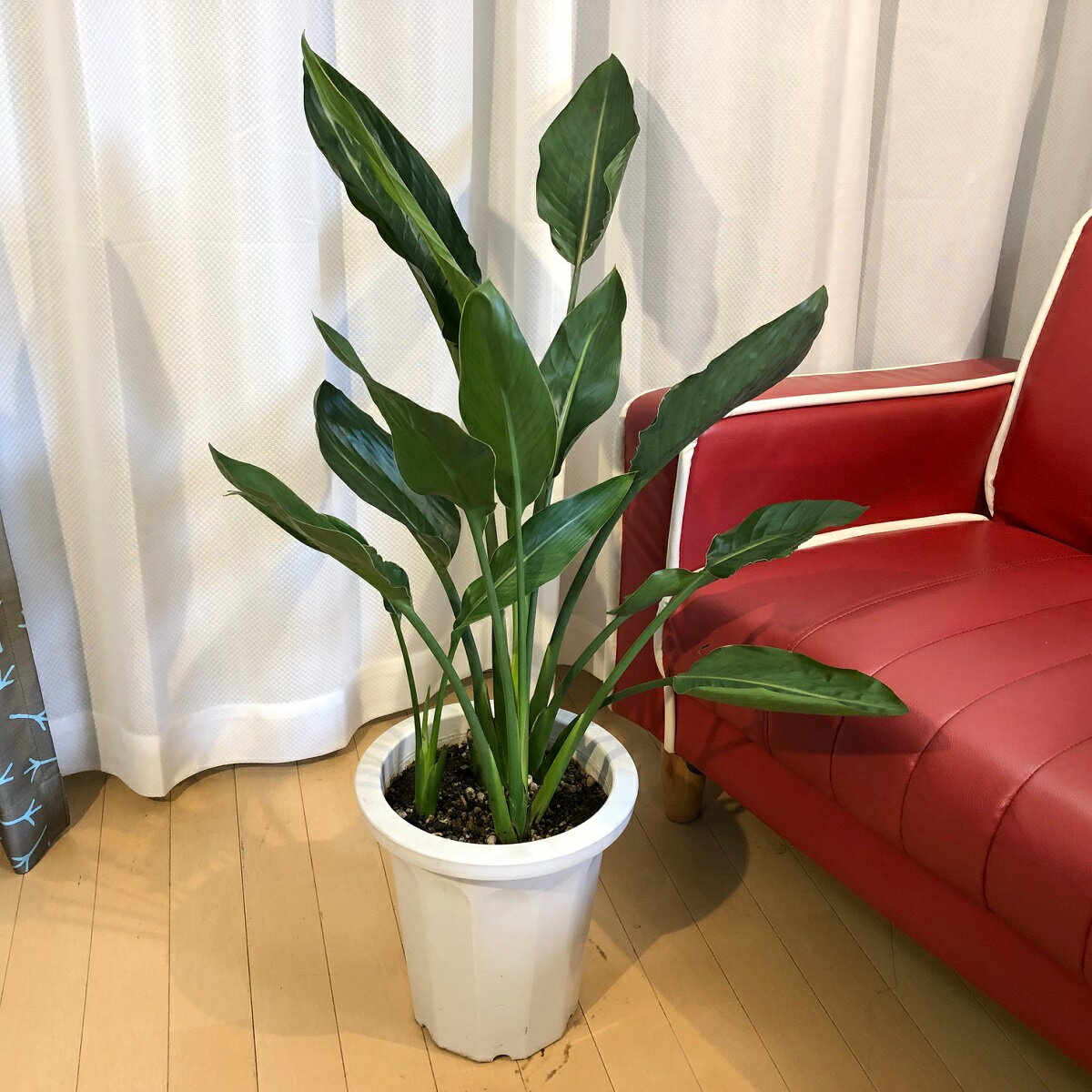 ストレリチアA5送料無料観葉植物南...