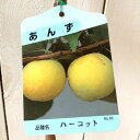 アンズ 苗木 ハーコット 13.5cmポット苗 あんず 苗 杏 gv