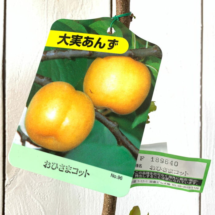 アンズ 苗木 おひさまコット PVP 13.5cmポット苗 あんず 苗 杏 登録品種