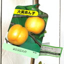 アンズ 苗木 おひさまコット (PVP) 13.5cmポット苗 あんず 苗 杏 登録品種