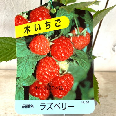 赤い実のなる木14選 庭木や街路樹など季節別に気になる植物をご紹介 暮らし の 赤い実のなる木14選 庭木や街路樹など季節別に気になる植物をご紹介 暮らし の