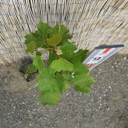 �֤ɤ� ���� ���ʥΥ��ޥ��� ������ 12cm���󥰥ݥå��� �֥ɥ� �� ��ƺ