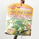 イチジク 苗木 コナドリア 15cmポット苗 いちじく 苗 無花果 gv