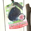 イチジク 苗木 ヌアールドカロン 15cmポット苗 ヌアール・ド・カロン いちじく 苗 無花果 gv