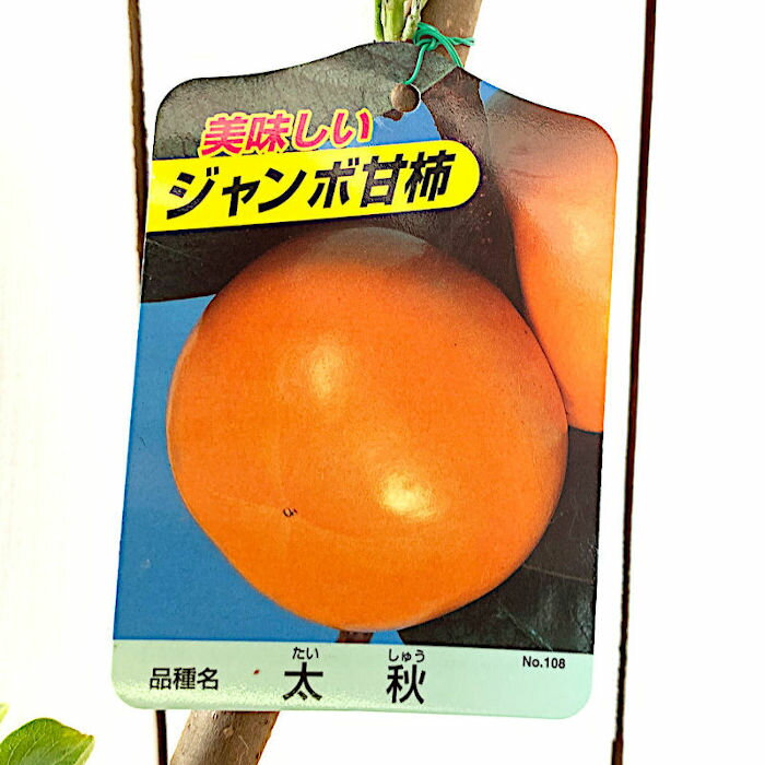 甘柿 苗木 太秋 12cmポット苗 たいしゅう カキ 苗 かき gv