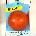 甘柿 苗木 太豊 (PVP) 12cmロングポット苗 たいほう カキ 苗 かき 登録品種