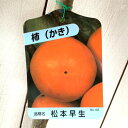 甘柿 苗木 松本早生富有 12cmポット苗 まつもとわせふゆう カキ 苗 かき gv