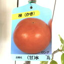 甘柿 苗木 水島 12cmロングポット苗 カキ 苗 かき gv