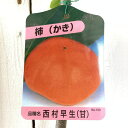 甘柿 苗木 西村早生 12cmポット苗 にしむらわせ カキ 苗 かき gv