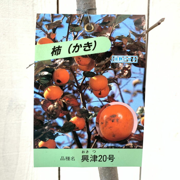 甘柿 苗木 興津20号 12cmロングポット苗 おきつ20ご